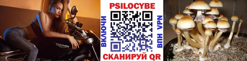 Галлюциногенные грибы Psilocybine cubensis  где купить   Липецк 